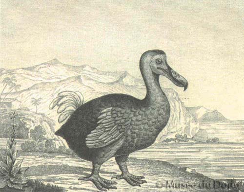 Le Musée Du Dodo Bibliographie