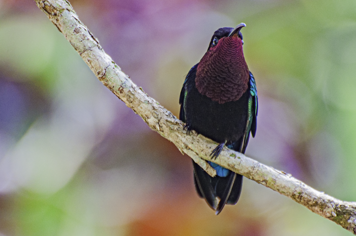 Colibri madère (Eulampis jugularis)