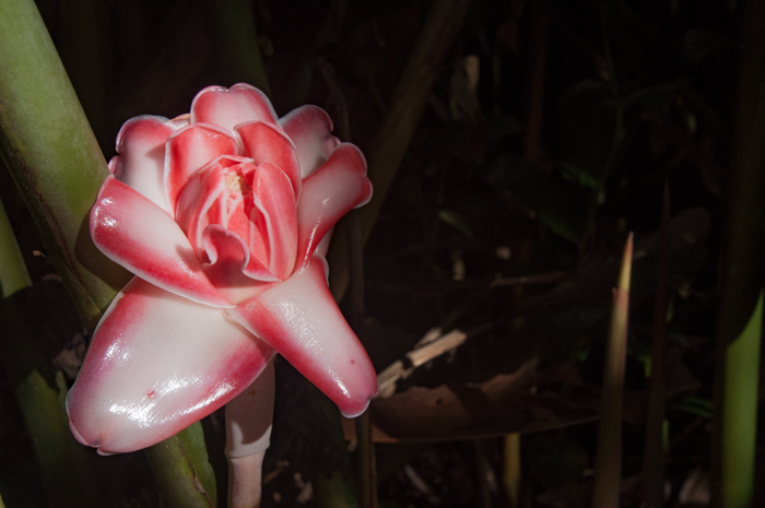 Etlingera elatior Etlingera elatior