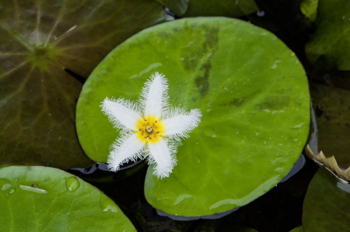 Nymphoides indica