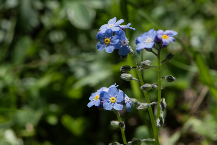 Myosotis sp