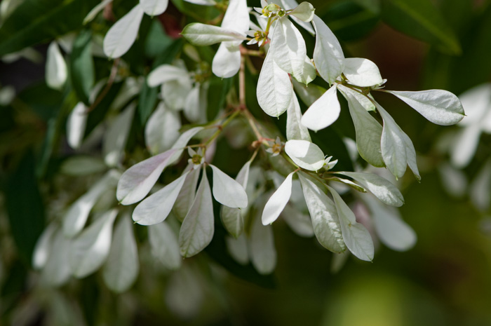 Euphorbia leucocephala