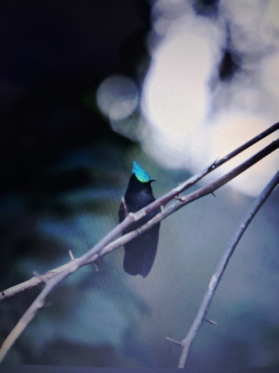 Orthoryncus cristatus