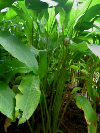 Calathea allouia