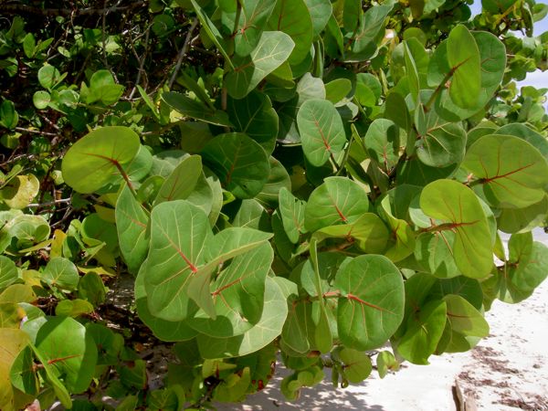 Coccoloba uvifera