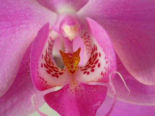 Orchidée - Photo FP