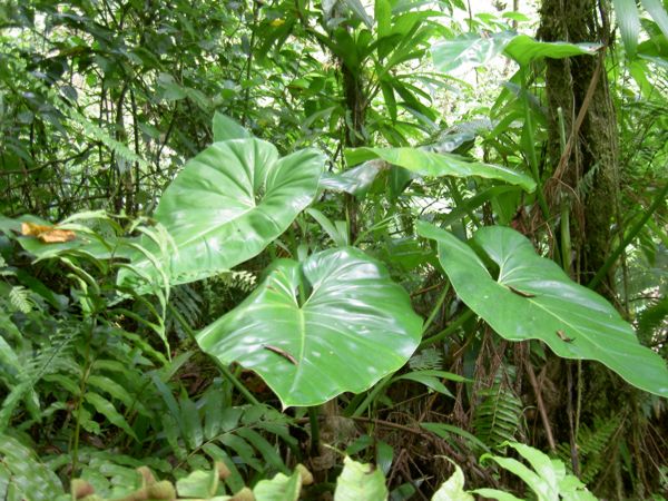 Philodendron giganteum