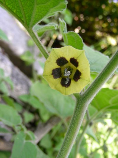 Physalis peruviana