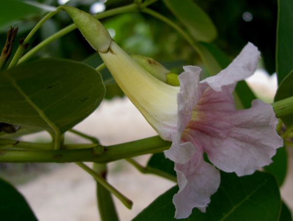 Tabebuia heterophylla