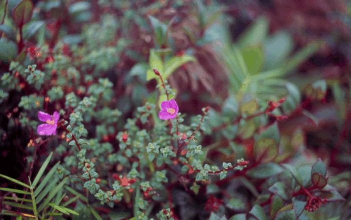 Tibouchina ornata