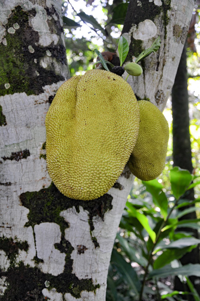 Artocarpus heterophyllus