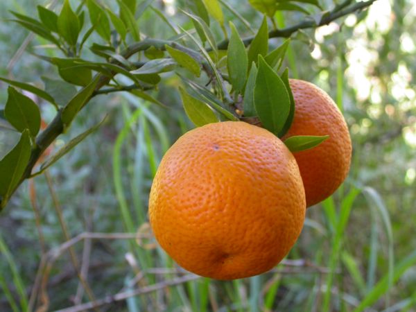 Citrus myrtifolia