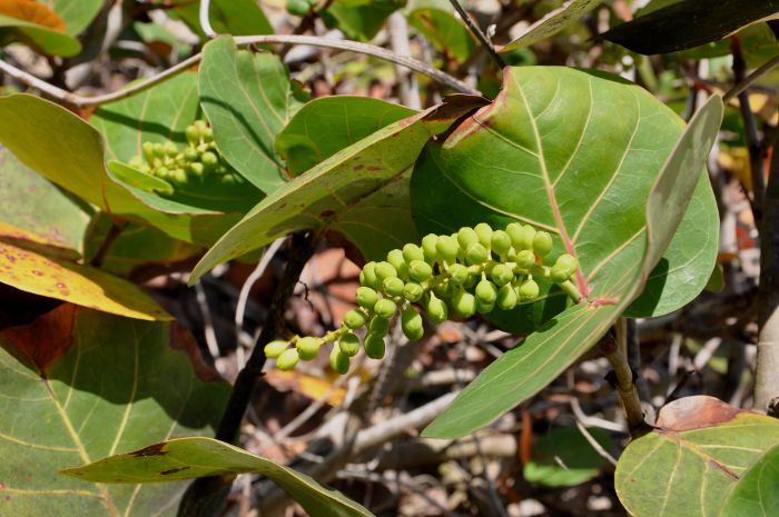 Coccoloba uvifera