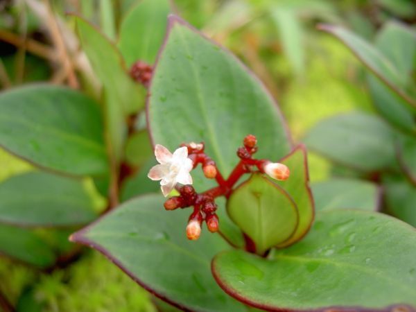 Psychotria guadalupensis