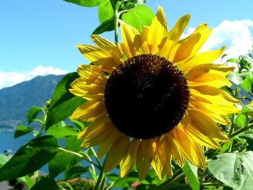 Helianthus annuus