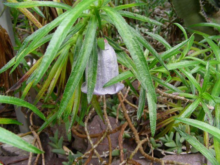 Nesocodon mauritianus