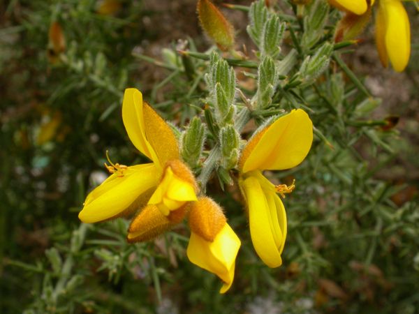 Ulex europæus