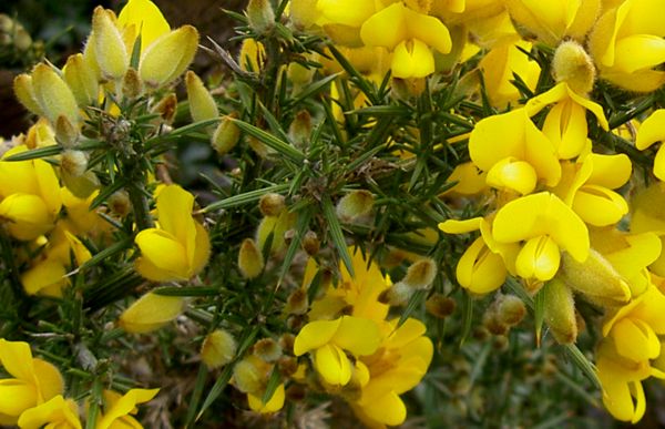 Ulex europæus