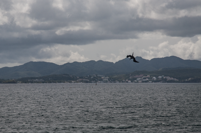 Baie des Flamands