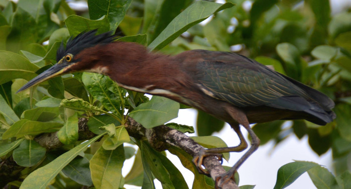 Butorides virescens