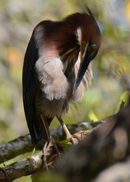 Butorides virescens