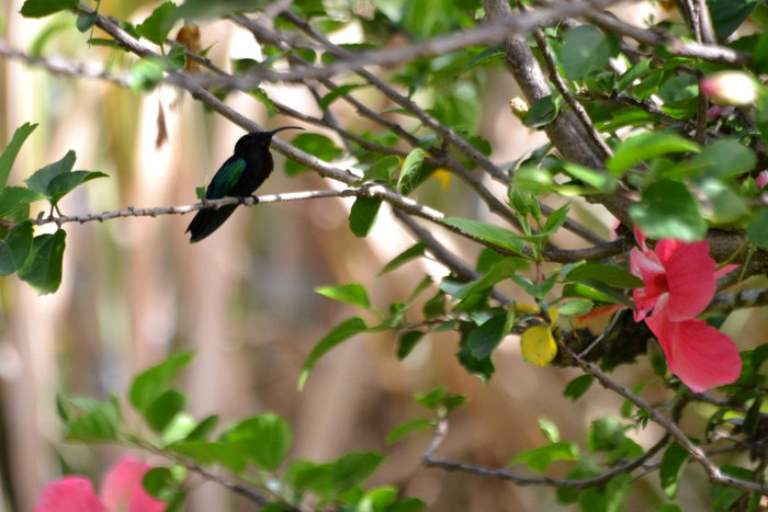 Colibri falle-vert (Eulampis holosericeus)