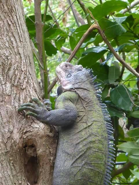 Iguana iguana