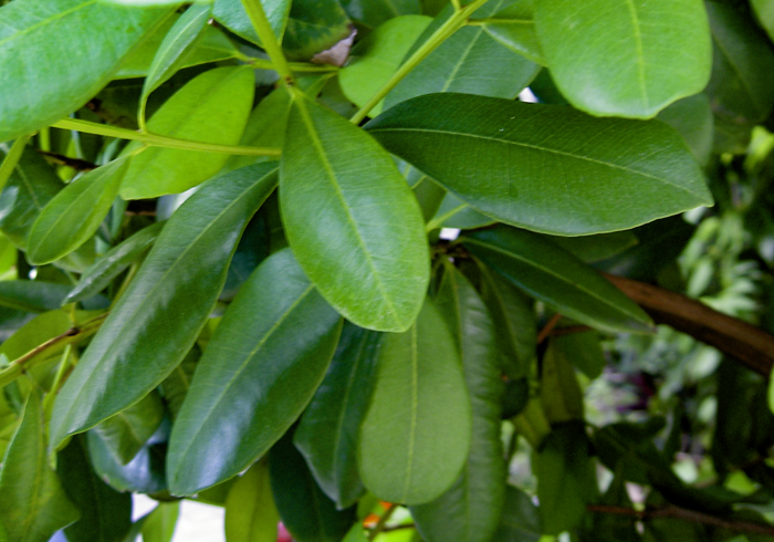 Pimenta racemosa Pimenta racemosa